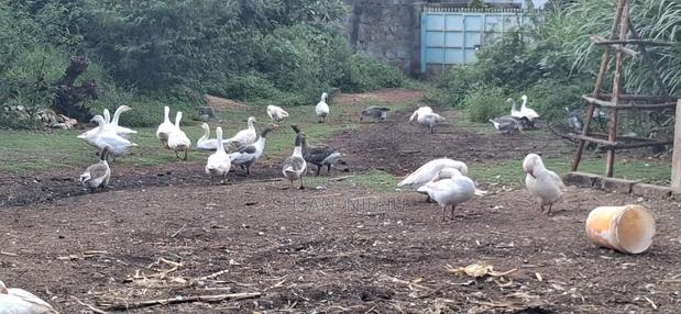 Geese for Sale - thumbnail 3