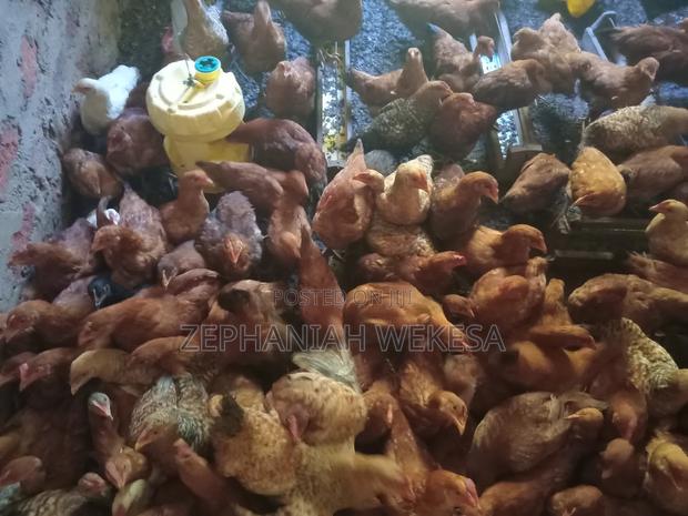 Improved Kienyeji Chicken for Sale. - thumbnail 6
