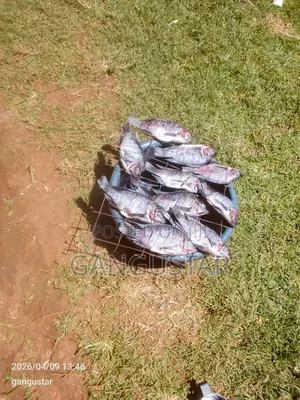 Selling Fresh Fish