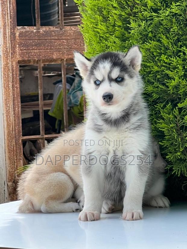 1-3 months Female Purebred Siberian Husky