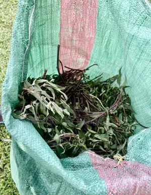 Sweet Potato Vines Orange Fleshed