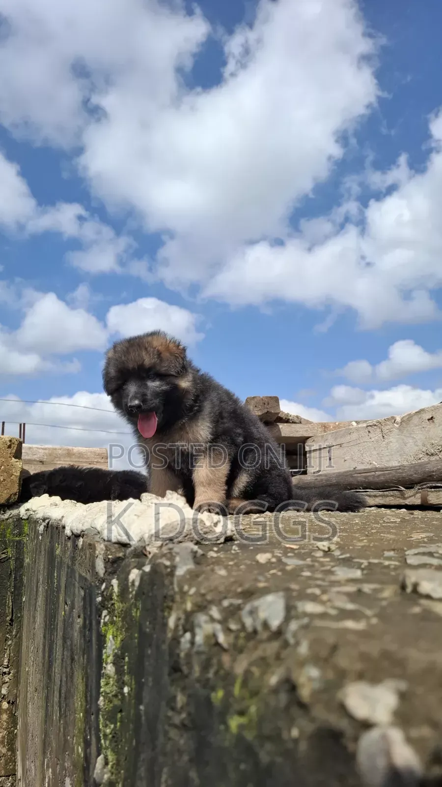 1-3 months Female Purebred German Shepherd