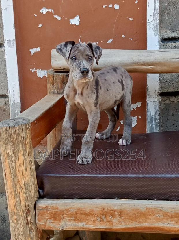 1-3 months Male Purebred Great Dane
