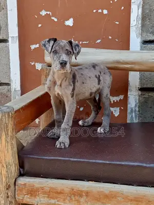 1-3 months Male Purebred Great Dane
