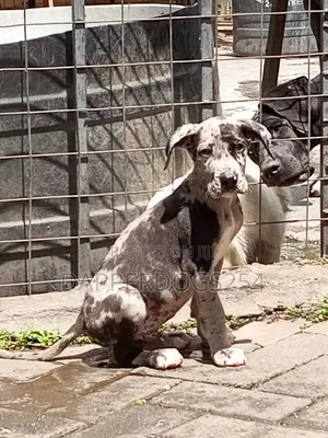 1-3 months Male Purebred Great Dane