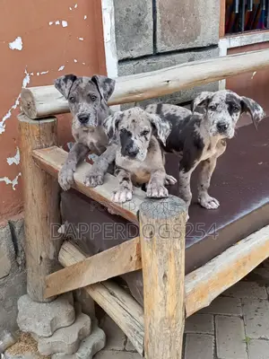 1-3 months Male Purebred Great Dane