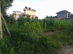 100*100 Plot in Gikambura