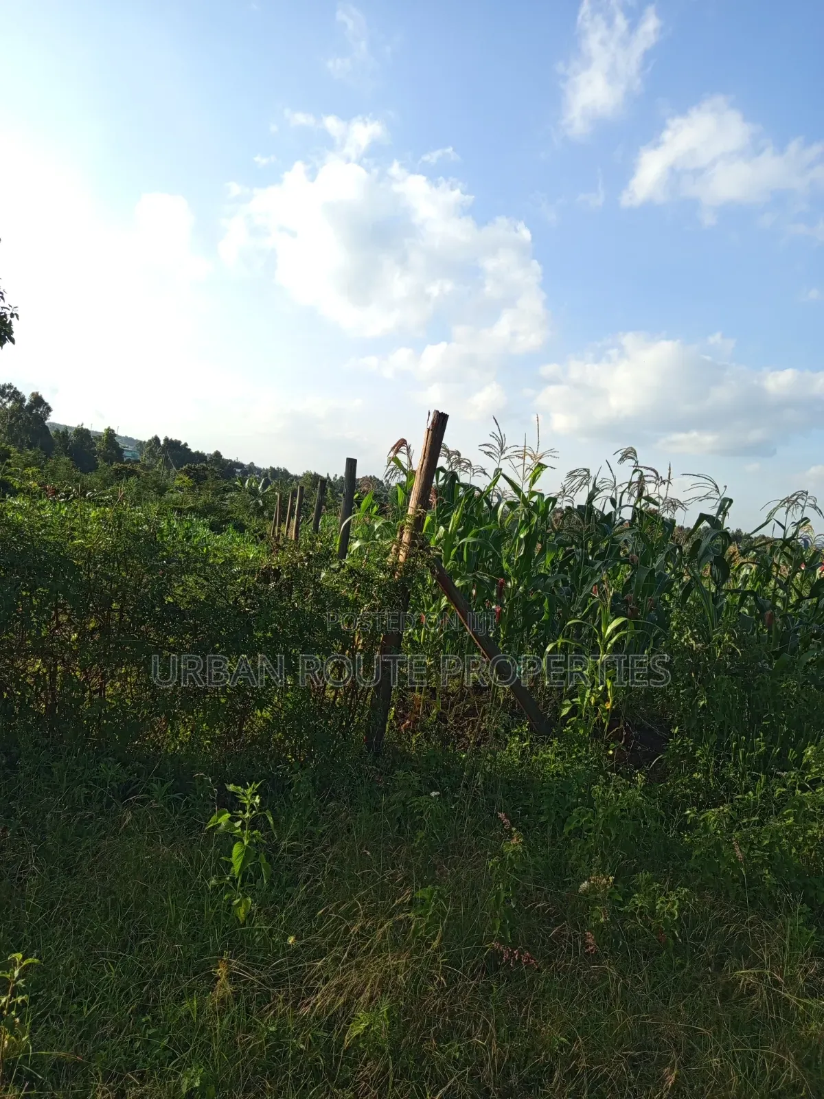 50*100 Plot in Kamangu