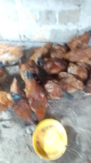 Kienyenji Jogoo