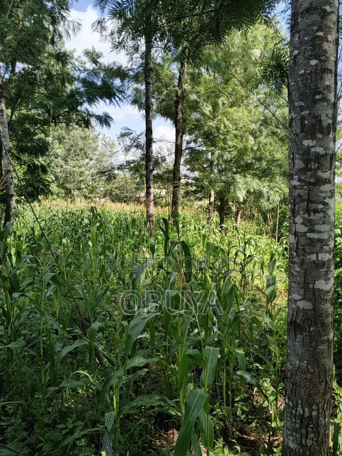 Land on Sale