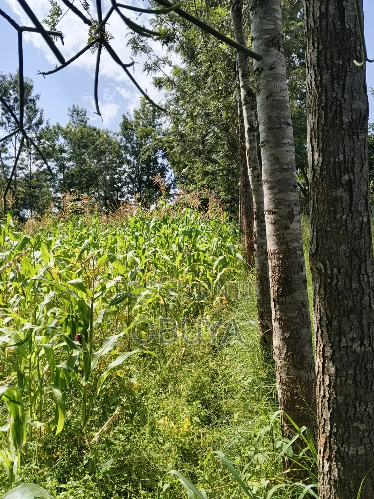 Land on Sale
