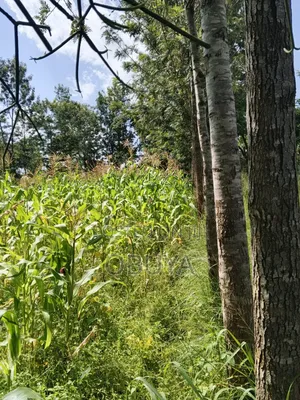 Land on Sale