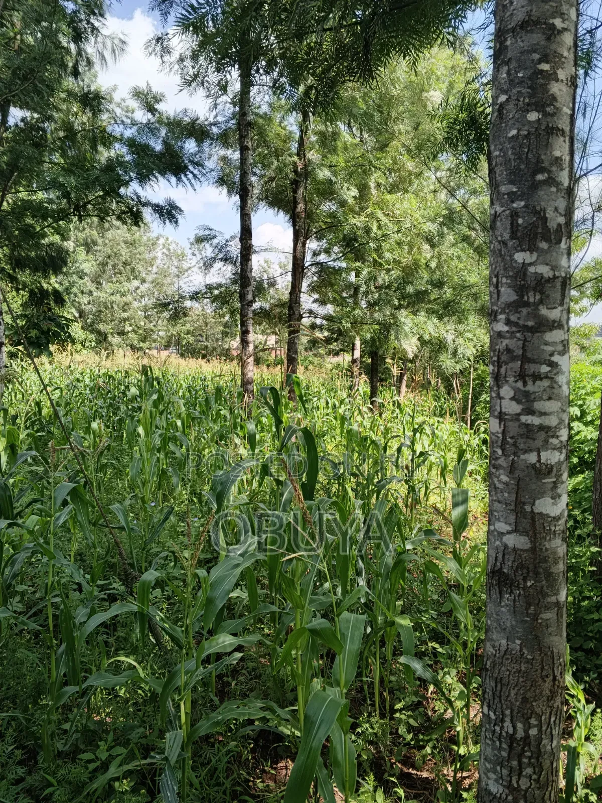 Land on Sale