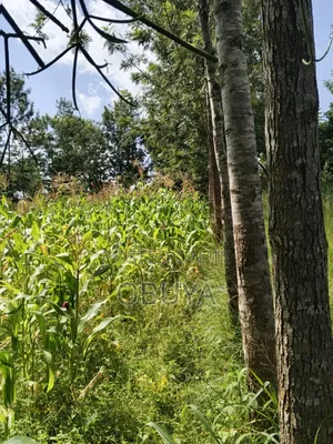 Land on Sale
