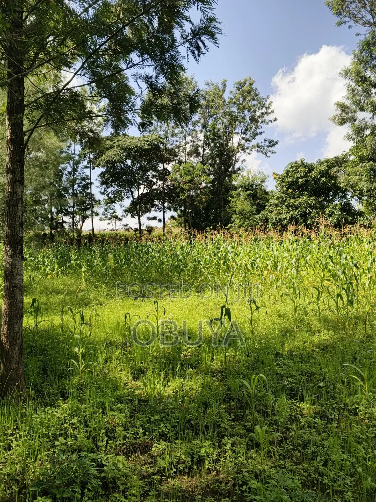 Land on Sale