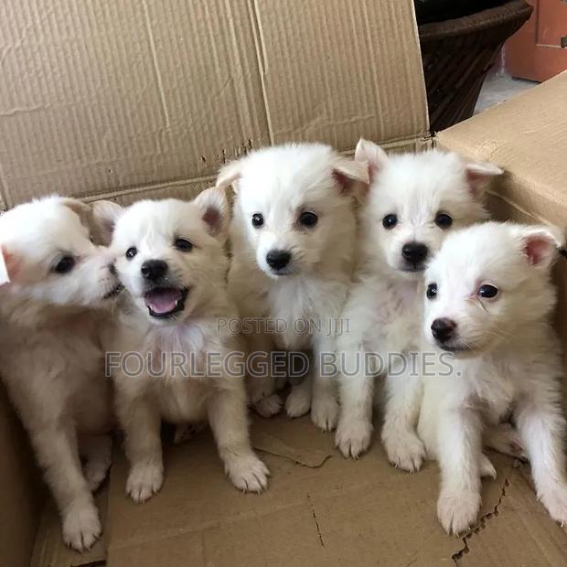 1-3 months Male Purebred Japanese Spitz