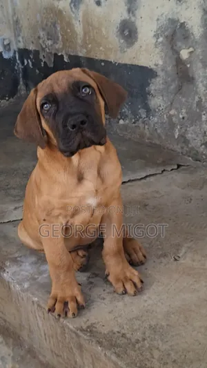 1-3 months Male Purebred Boerboel