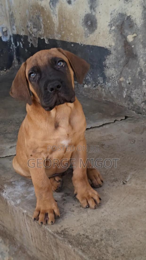 1-3 months Male Purebred Boerboel