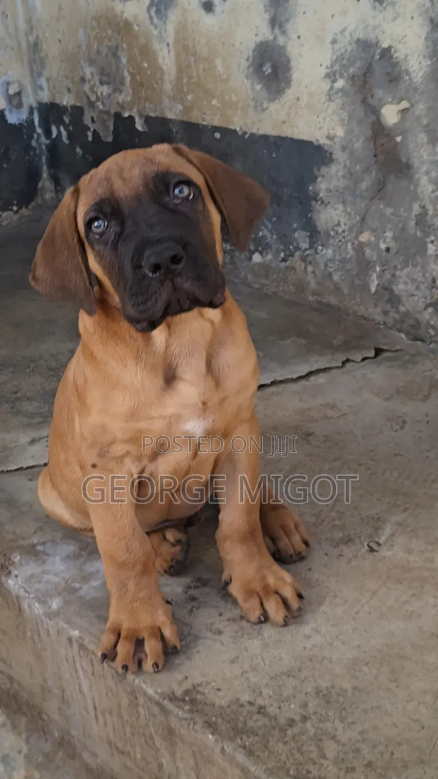 1-3 months Male Purebred Boerboel