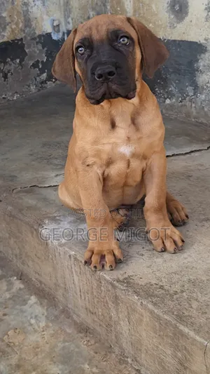 1-3 months Male Purebred Boerboel
