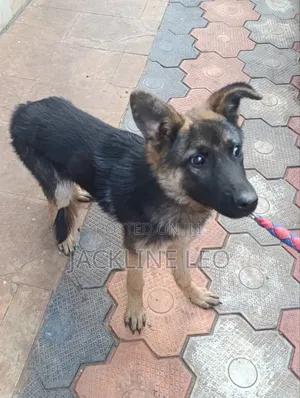 6-12 months Male Purebred German Shepherd