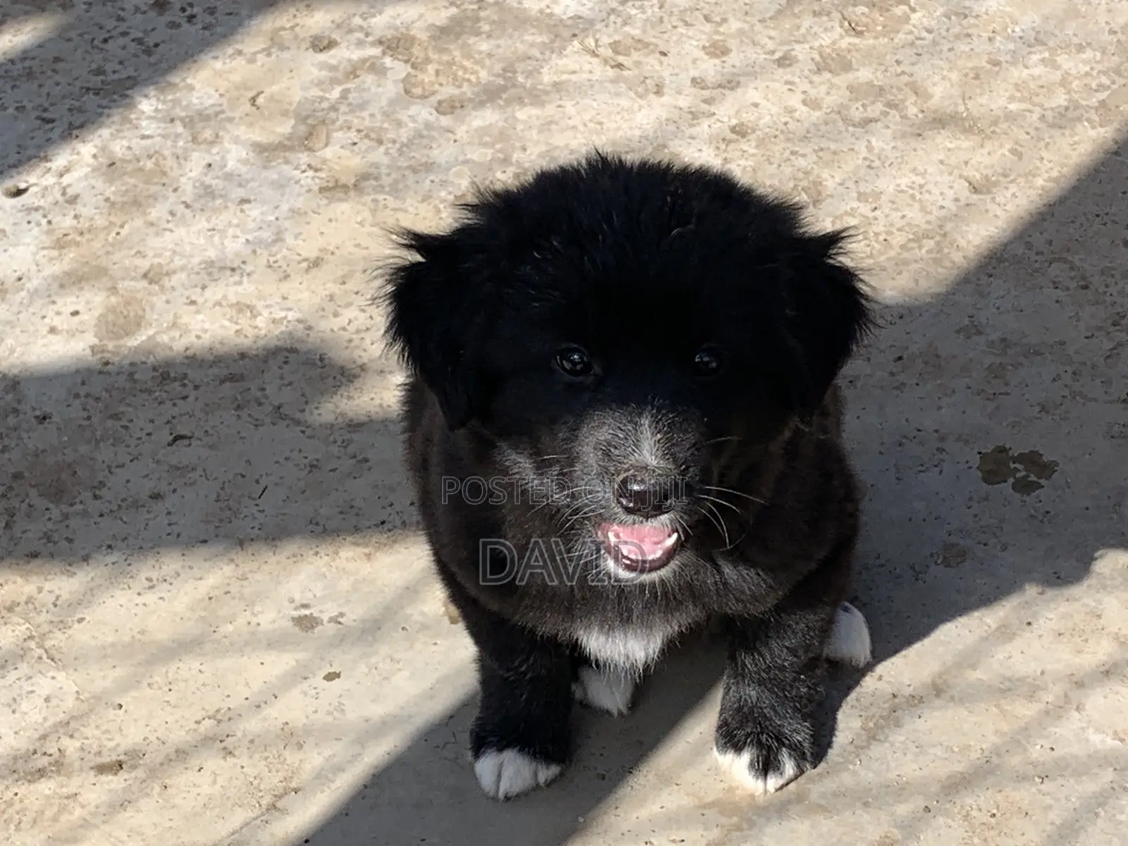 1-3 months Male Mixed Breed Border Collie