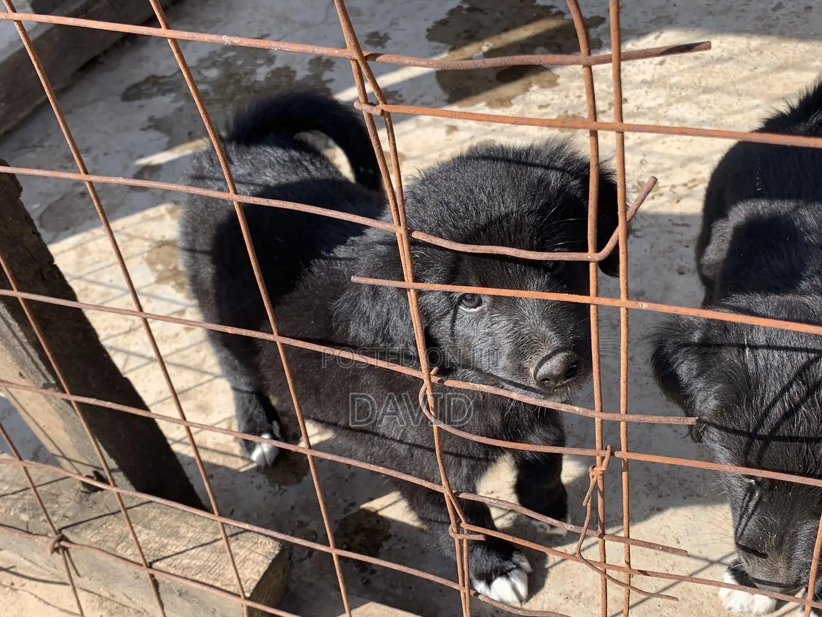 1-3 months Male Mixed Breed Border Collie