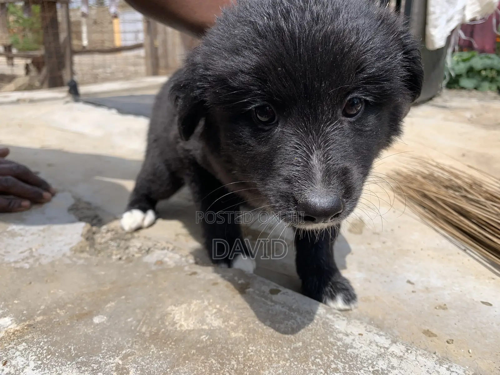 1-3 months Male Mixed Breed Border Collie