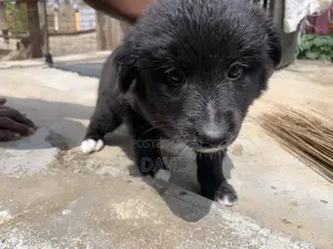 1-3 months Male Mixed Breed Border Collie