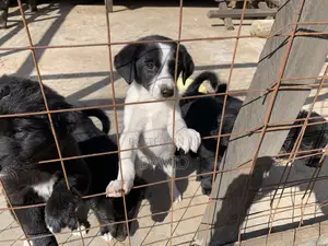 1-3 months Male Mixed Breed Border Collie