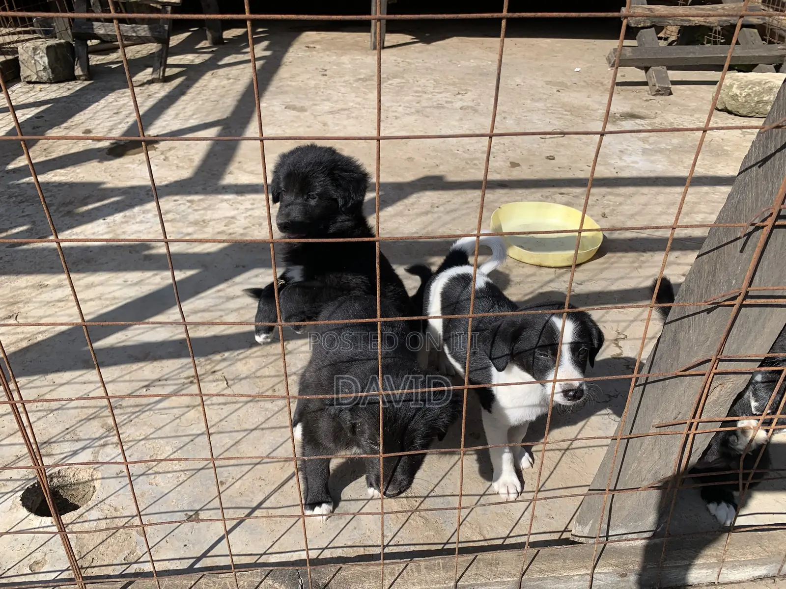 1-3 months Male Mixed Breed Border Collie
