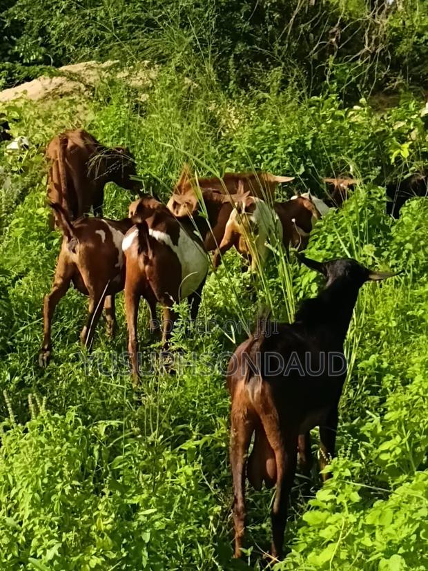 Goats for Meet