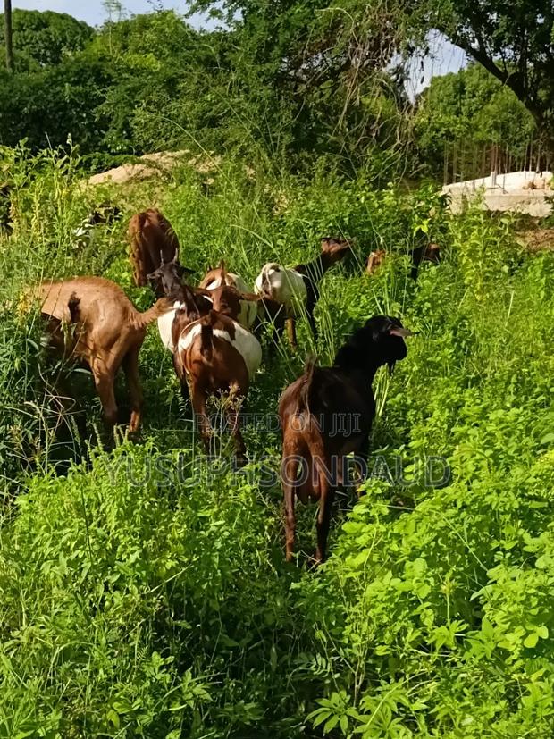 Goats for Eid - main view