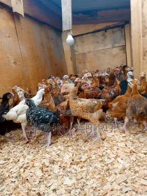 Quality Improved Kienyeji Chicks