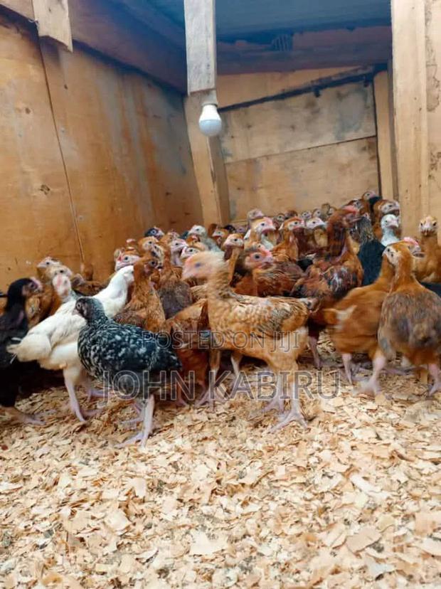 Quality Improved Kienyeji Chicks