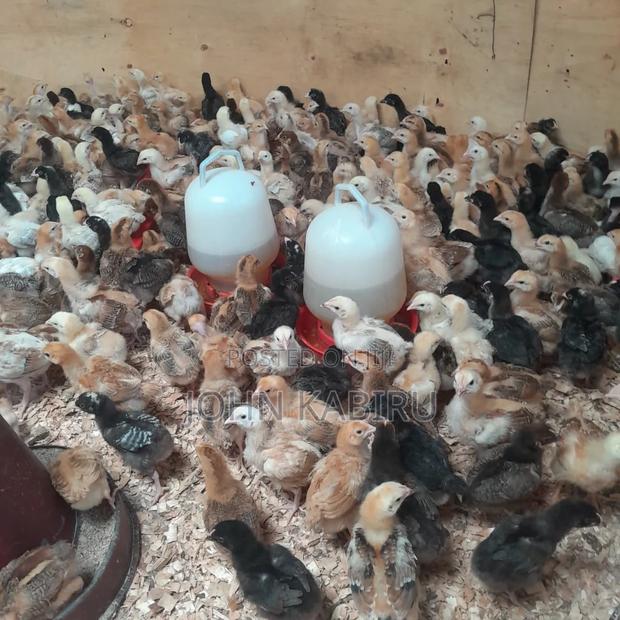 Quality Improved Kienyeji Chicks - thumbnail 2