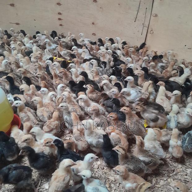 Quality Improved Kienyeji Chicks - thumbnail 3