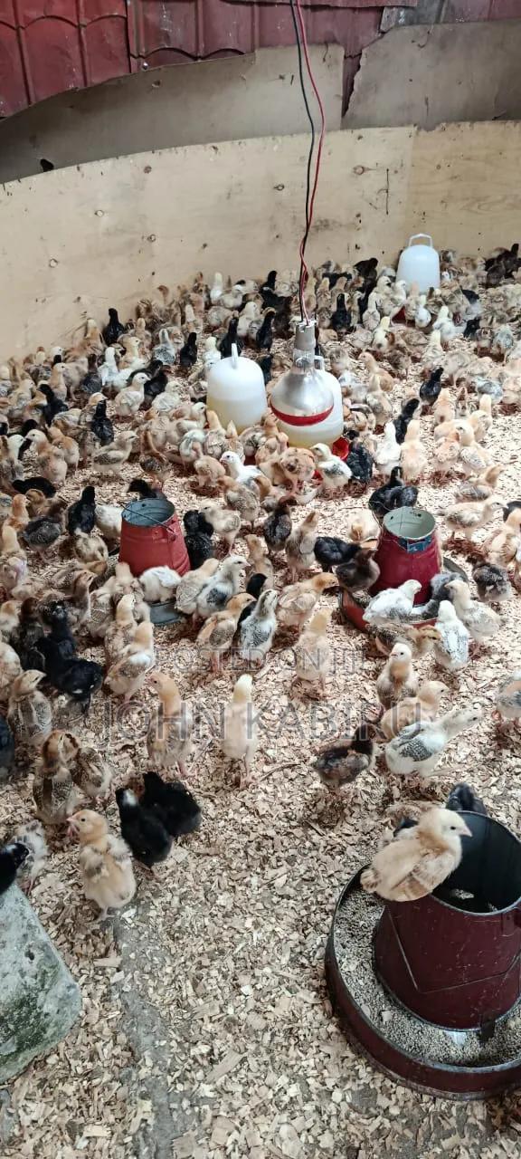 Quality Improved Kienyeji Chicks - thumbnail 4