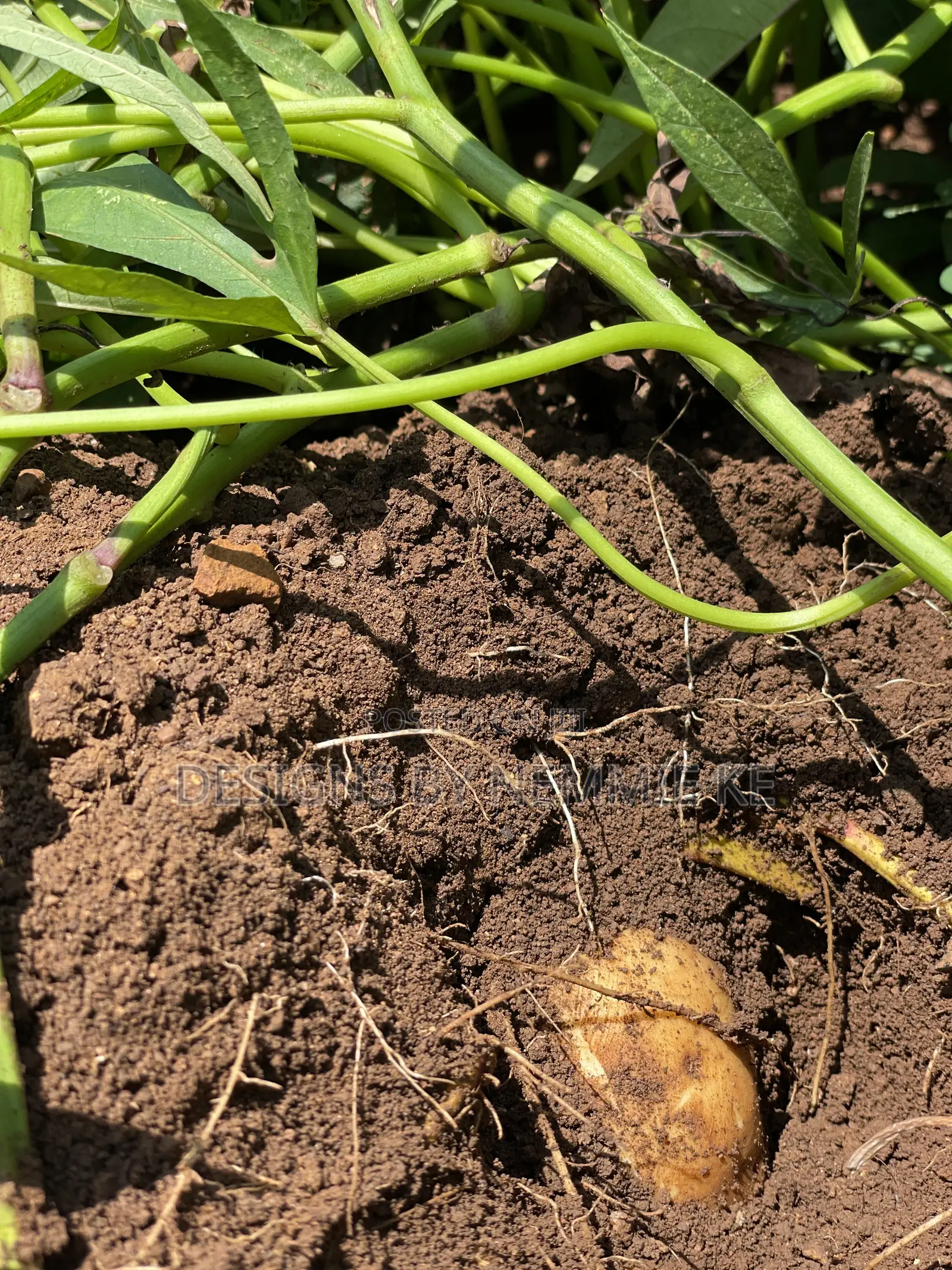 Sweet Potato Vines and Tubers/ Namyekera