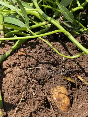 Sweet Potato Vines and Tubers/ Namyekera