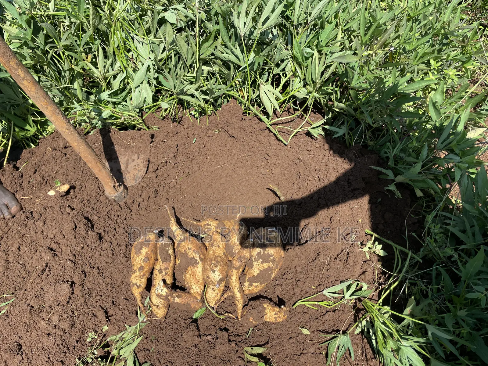 Sweet Potato Vines and Tubers/ Namyekera