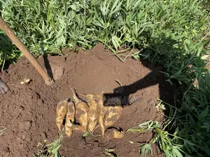 Sweet Potato Vines and Tubers/ Namyekera