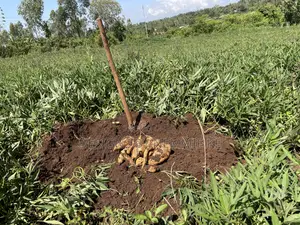 Sweet Potato Vines and Tubers/ Namyekera