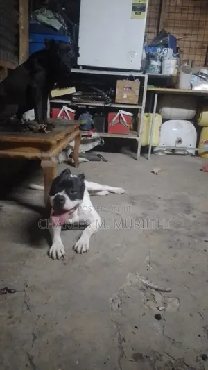 1-3 months Male Purebred American Pit Bull Terrier