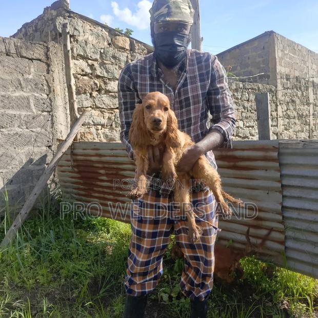 3-6 months Male Purebred Cocker Spaniel - thumbnail 2