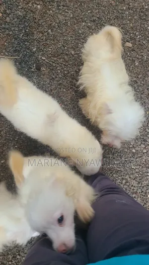 3-6 months Male Mixed Breed Japanese Spitz