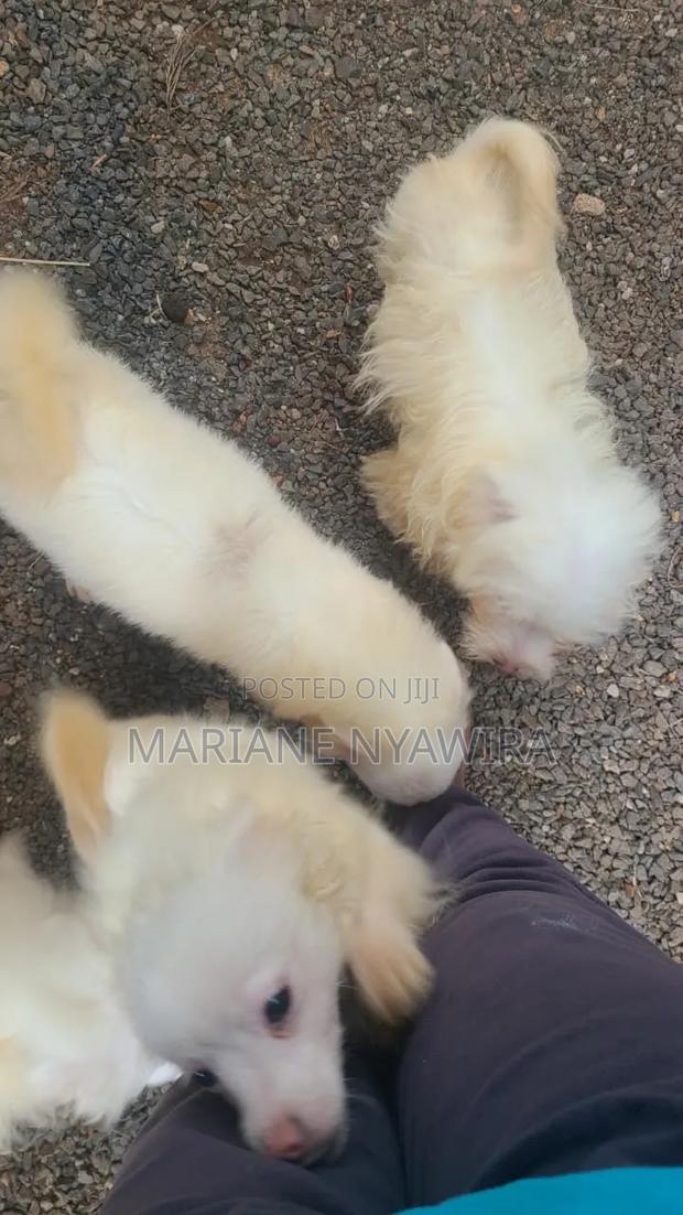 3-6 months Male Mixed Breed Japanese Spitz