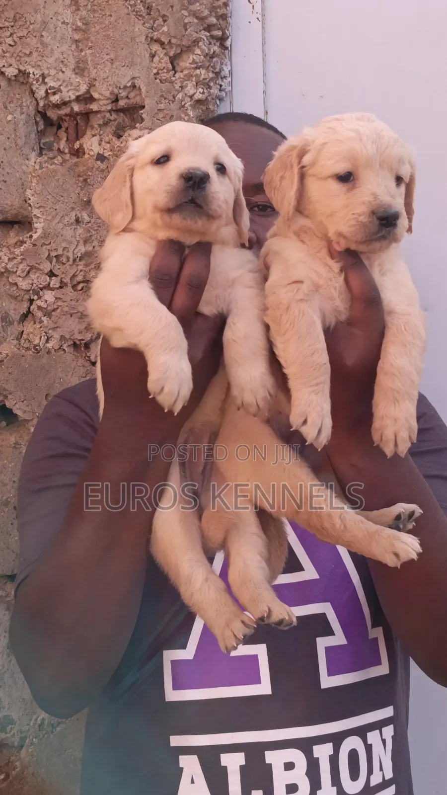 1-3 months Male Purebred Golden Retriever