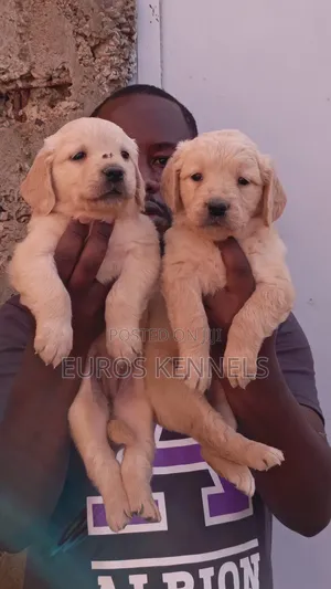 1-3 months Male Purebred Golden Retriever