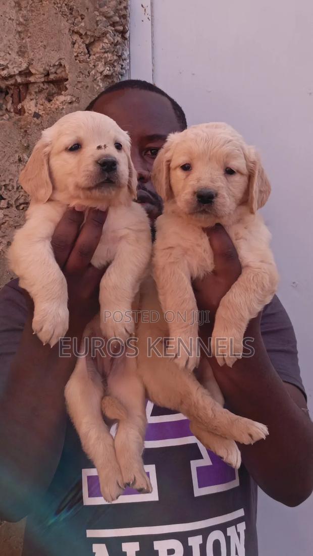 1-3 months Male Purebred Golden Retriever - thumbnail 3